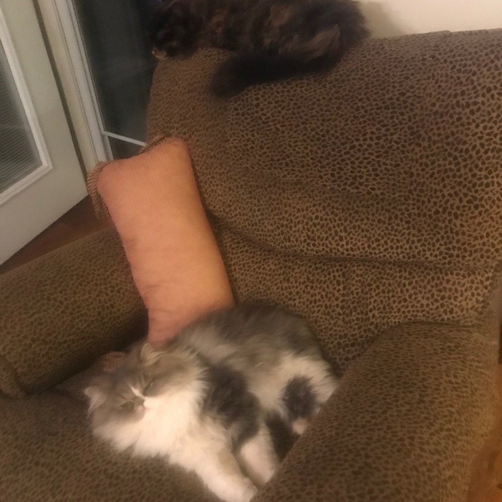 Meet your Posher, Susan